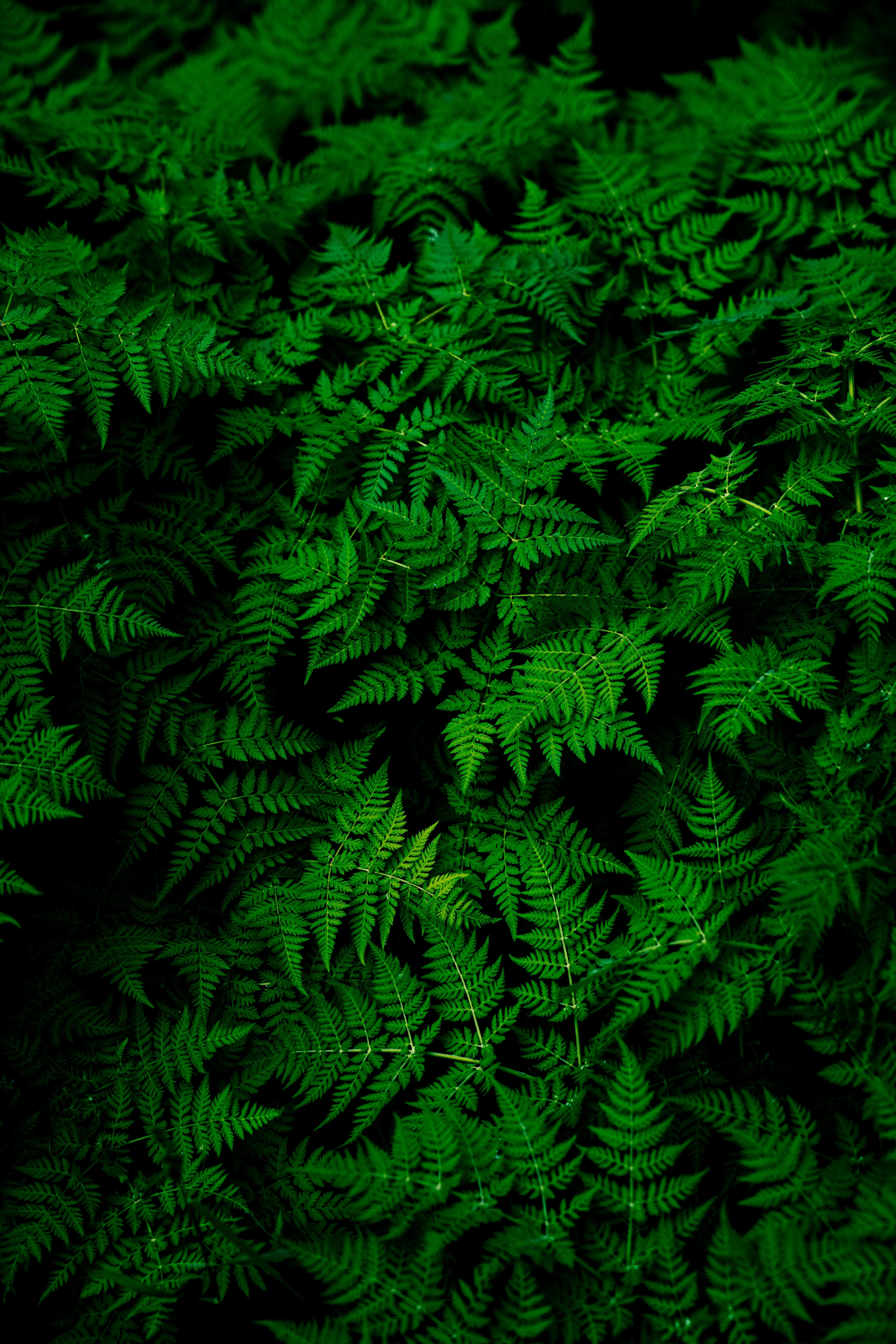 Plants Background